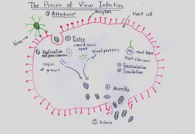 This is my diagram of The Process of Virus Infection