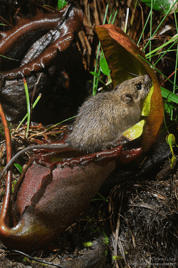 255px-Rattus_baluensis_visiting_Nepenthes_rajah
