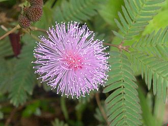 Mimosa_pudica_-_Kerala_1