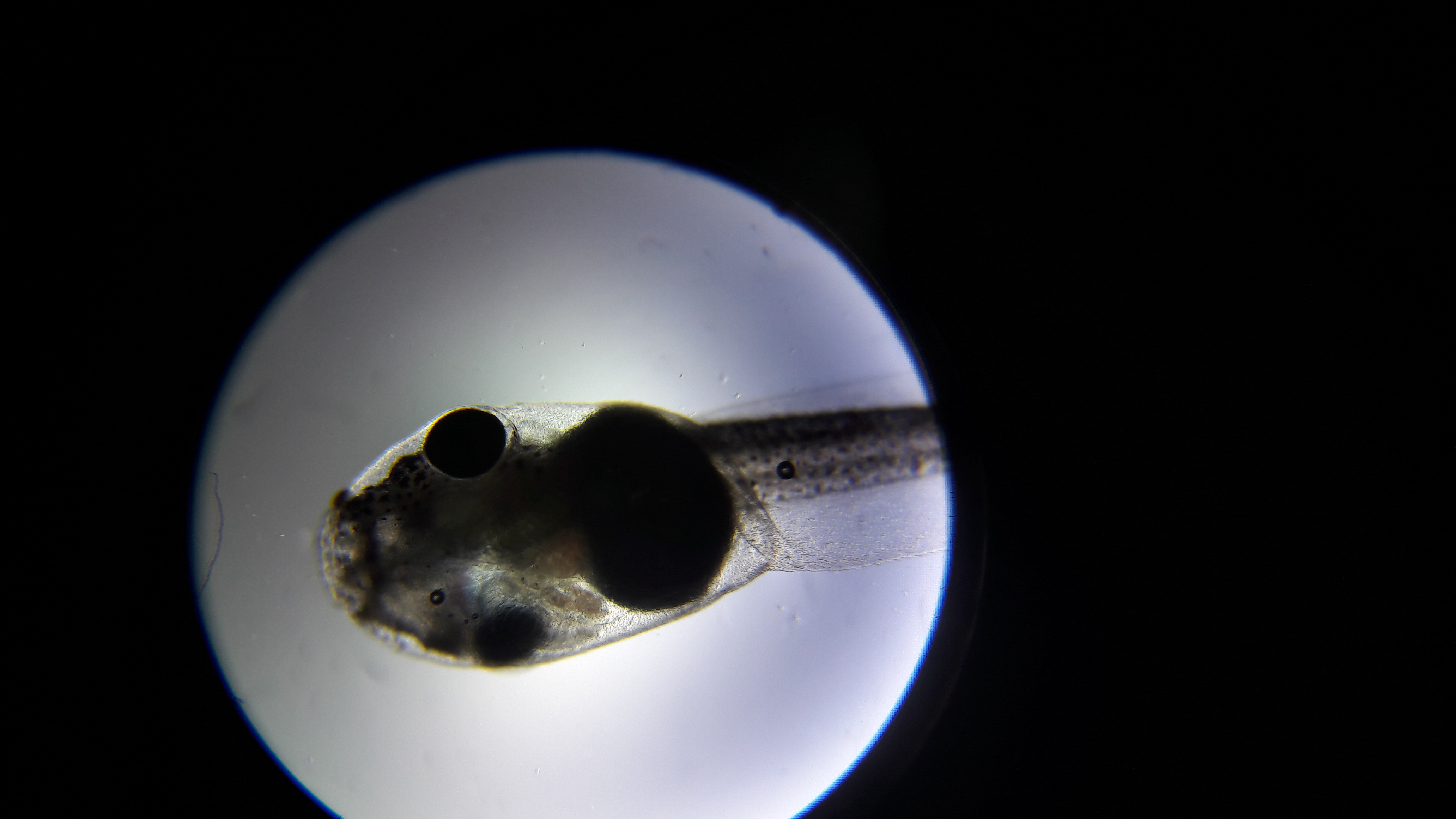 How to Look at Pond Water With a Microscope – Danupon Drake