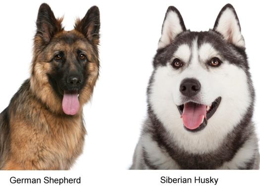 1200-24151968-german-shepherd-siberian-husky